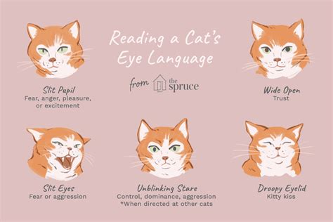 The Meaning of Cat Eyes, Explained: How To Read A Cat’s Eyes .